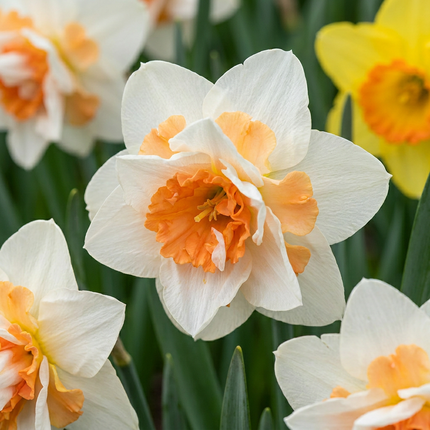 20x Narcissus Replete - Double daffodil Replete - White and Orange - Spring bloomer - Bulb size 10/12