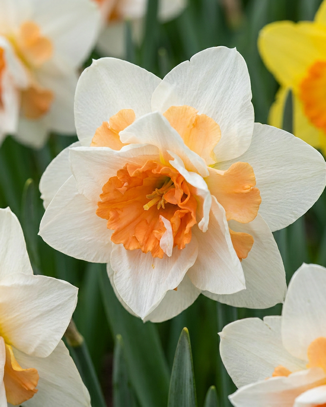 20x Narcissus Replete - Narciso doble Replete - Blanco y naranja - Floración primaveral - Calibre del bulbo 10/12