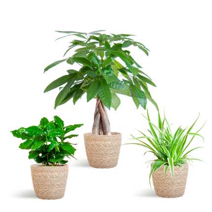 Diervriendelijke Plantenbox - incl. mand zeegras naturel - Ø12