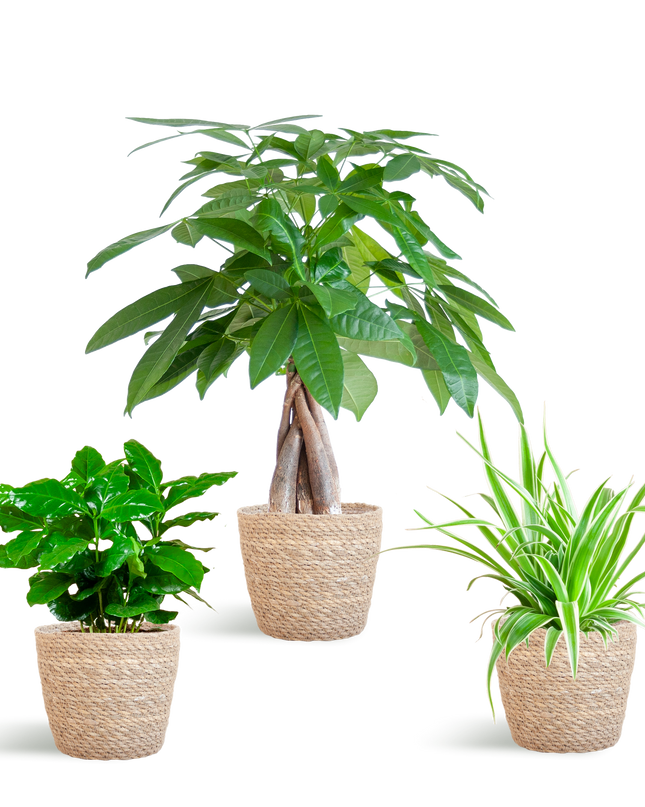 Diervriendelijke Plantenbox - incl. mand zeegras naturel - Ø12