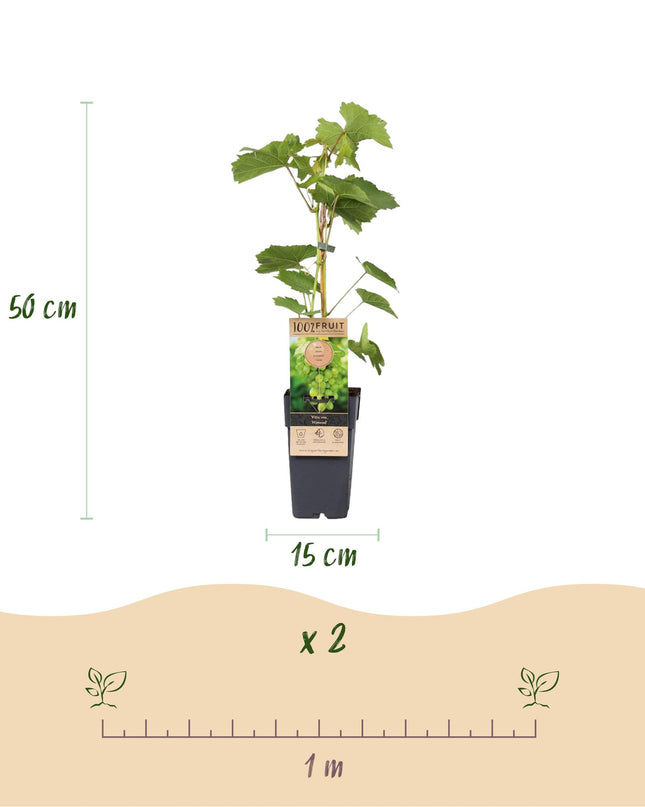 Witte Druif - 2 planten - Vitis vinifera Himrod - Pitloos - Pot 15cm Hoogte 50cm