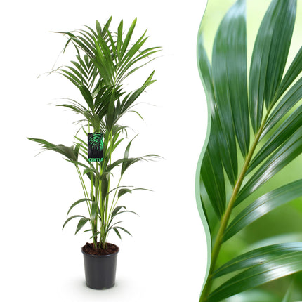Howea forsteriana – Kentiapalme – Topf 24 cm – Höhe 140–150 cm