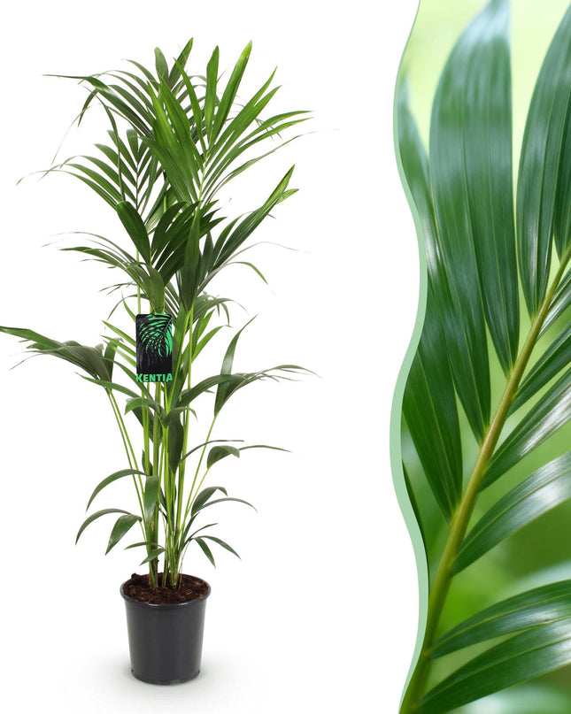 Howea forsteriana – Kentiapalme – Topf 24 cm – Höhe 140–150 cm