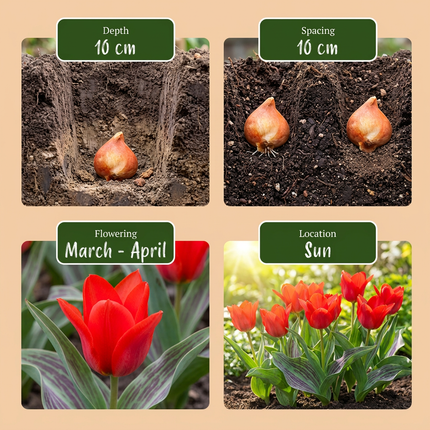120x Tulipa Greigii Red – Greigii-Tulpe – Rot – Frühjahrsblüher – Zwiebelgröße 11/12