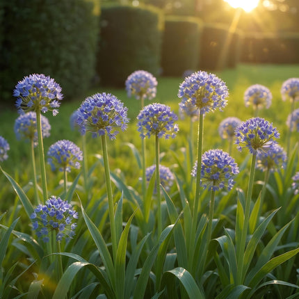 Green boutiQ - Bloembollen - Allium Caeruleum - Kleur Blauw - 40 stuks - Bolmaat 4/5 - XXL Pack