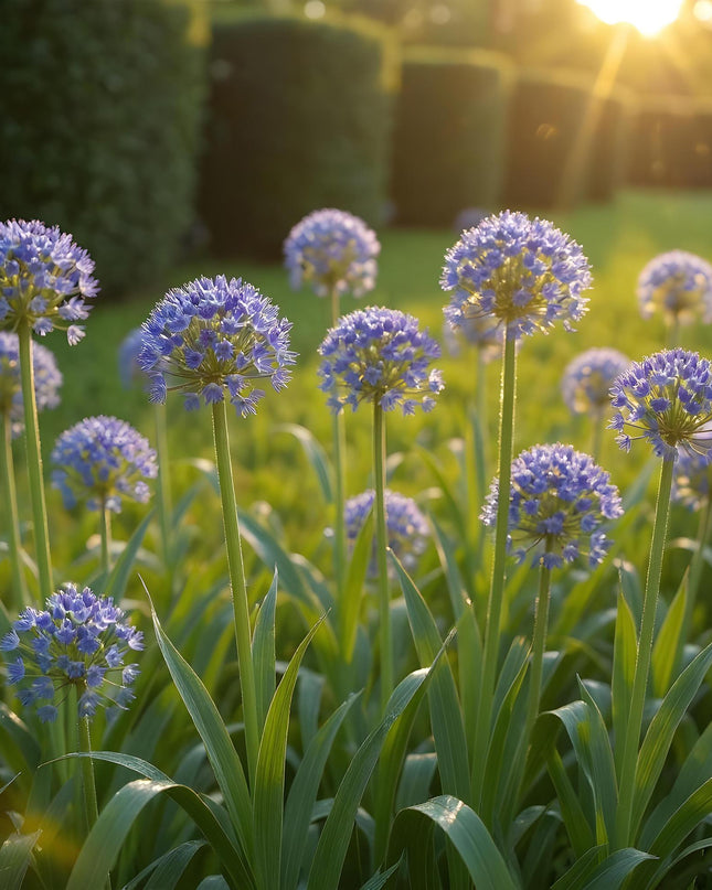 Green boutiQ - Bloembollen - Allium Caeruleum - Kleur Blauw - 40 stuks - Bolmaat 4/5 - XXL Pack