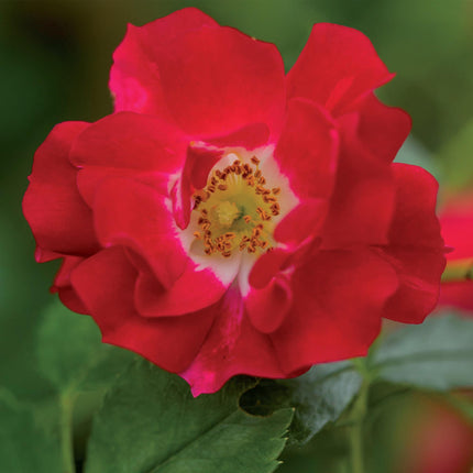 Rosier grimpant Reine Rouge Rosa - 2 plants - Fleur rouge - Peu d'entretien - Pot 11 cm Hauteur 40 cm