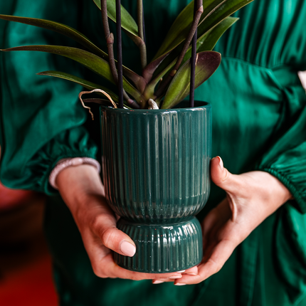 Oudroze Treviso Orchidee + grüner Diabolo Übertopf | Topfgröße Ø9cm | blühende Zimmerpflanze – frisch vom Züchter | inkl. Wasserstandsanzeiger
