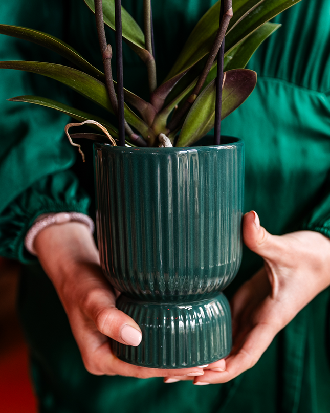 Oudroze Treviso Orchidee + grüner Diabolo Übertopf | Topfgröße Ø9cm | blühende Zimmerpflanze – frisch vom Züchter | inkl. Wasserstandsanzeiger
