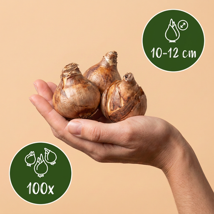 100x Narcissus Tete-A-Tete – Miniatur-Narzisse – Gelb – Frühjahrsblüher – Zwiebelgröße 10/11