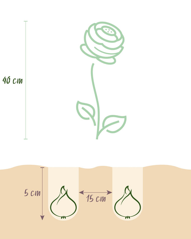 Bloembollen - Ranunculus Pastel Mix - Diversen Kleuren - 40 stuks - Bolmaat 5/6 - XXL Pack