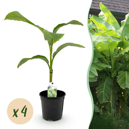 Planta de plátano - Musa Basjoo - Resistente al invierno - 4 plantas - Maceta 17cm Altura 40cm