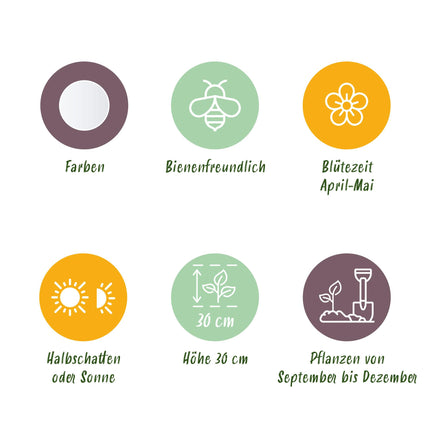 Bloembollen - Muscari White Magic - Kleur Wit - 50 stuks - Bolmaat 6/7 - XXL Pack