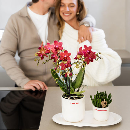 Orchidee | rote Phalaenopsis-Orchidee Topfgröße Ø9cm | Kongo | blühende Zimmerpflanze - frisch vom Züchter