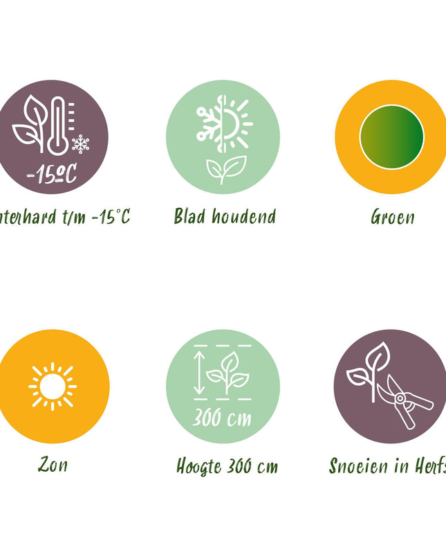 Bananen plant - 2 planten - Musa Basjoo - Winterhard - Pot 17cm Hoogte 40cm