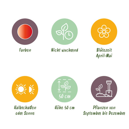 Bloembollen - Tulp Gudoshnik Double - Dubbel Bloemig - 12 stuks - Bolmaat 11/12 - XXL Pack