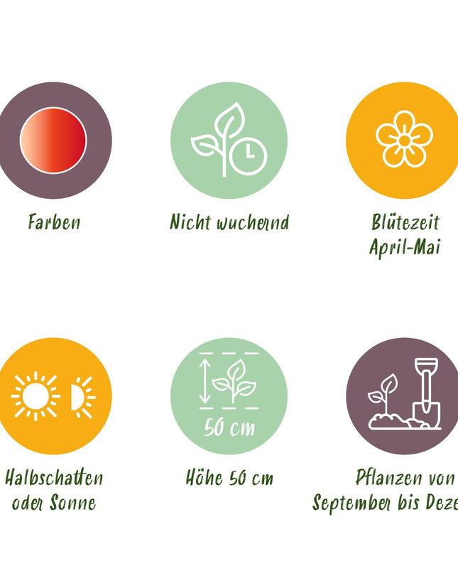 Bloembollen - Tulp Gudoshnik Double - Dubbel Bloemig - 12 stuks - Bolmaat 11/12 - XXL Pack