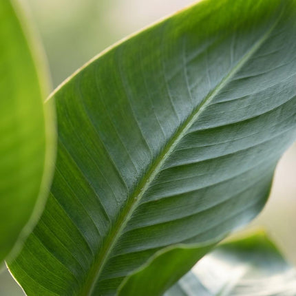 Strelitzia Nicolai con maceta Potter blanca - 80 cm - Ø21