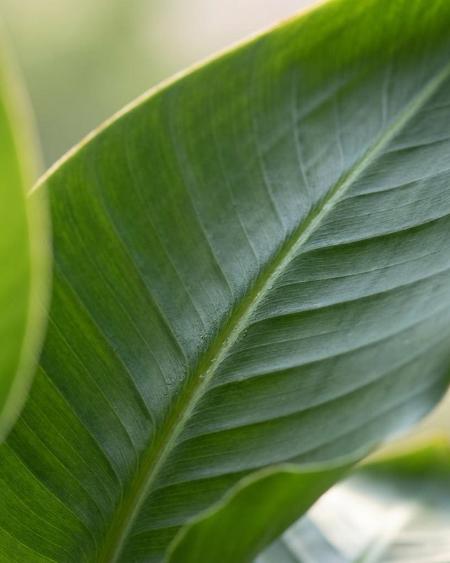 Strelitzia Nicolai con maceta Potter blanca - 80 cm - Ø21