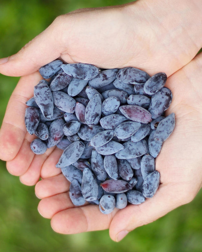 Honeyberry Fruit Plants - 6 Plants - Lonicera caerulea Kamtschatica - Hardy in Winter - Pot 9 cm - Blue Berry