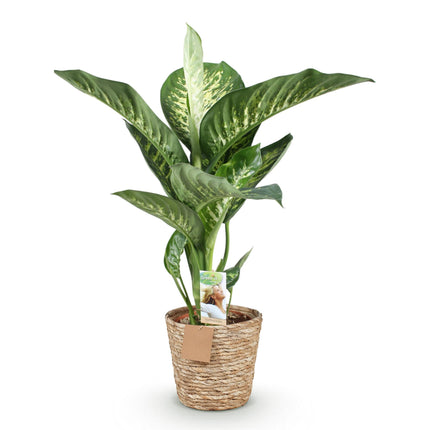 Diefenbachia Tropic Snow - Dieffenbachia + mandarina - Maceta 21cm - Altura 90-100cm