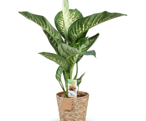dieffenbachia tropic snow height Diefenbachia Tropic Snow - Dieffenbachia + mand - Pot 21cm