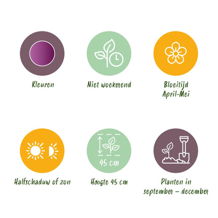 Bloembollen - Tulp Double Lilac - Kleur Paars - 50 stuks - Bolmaat 11/12 - XXL Pack