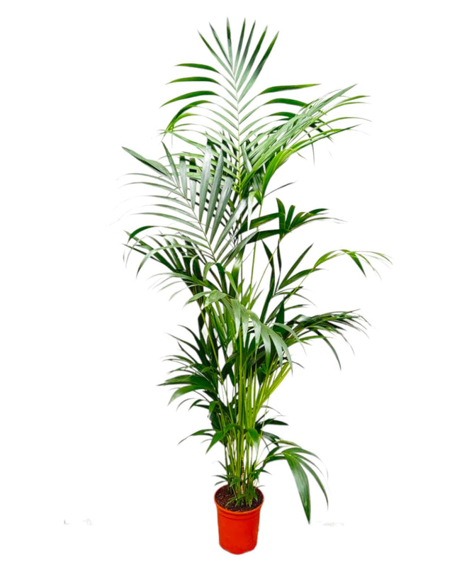 Kentia Palm - 200 cm - ø24-30cm