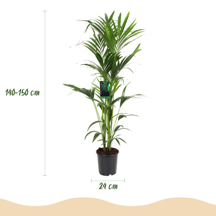 Howea forsteriana – Kentiapalme – Topf 24 cm – Höhe 140–150 cm