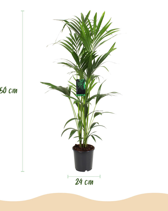Howea forsteriana – Kentiapalme – Topf 24 cm – Höhe 140–150 cm