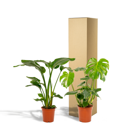 Strelitzia Nicolai - Ø19cm - ↕85cm + Monstera Deliciosa - Ø21cm - ↕75cm - 2 planten