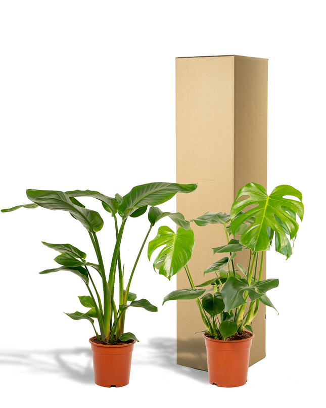 Strelitzia Nicolai - Ø19cm - ↕85cm + Monstera Deliciosa - Ø21cm - ↕75cm - 2 planten