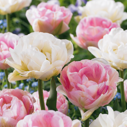96x Tulipa Double Sensation - Double tulip - Mixed colors - Spring bloomer - Bulb size 11/12