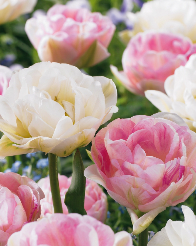 96x Tulipa Double Sensation - Gevulde tulp - Diversen - Voorjaarsbloeier - Bolmaat 11/12