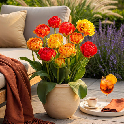 Bloembollen - Tulp Gudoshnik Double - Dubbel Bloemig - 12 stuks - Bolmaat 11/12 - XXL Pack