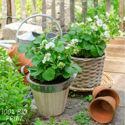 Piante di fragole BIO 6 pezzi