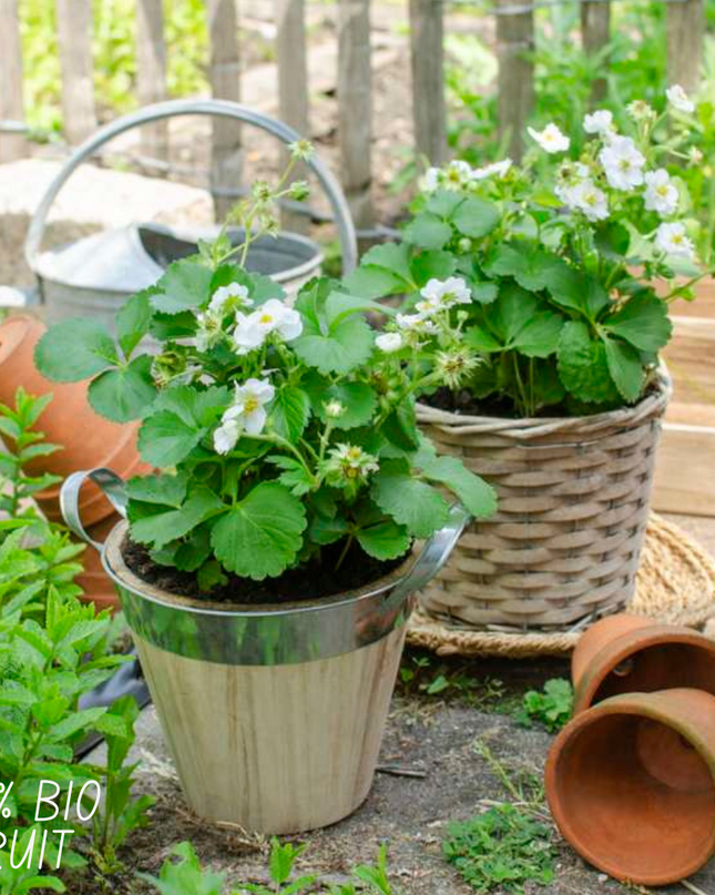 Piante di fragole BIO 6 pezzi