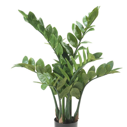 Kunstplant - Zamioculcas - Kamerpalm - ↕ 70 cm