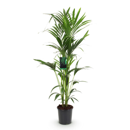 Howea forsteriana – Kentiapalme – Topf 24 cm – Höhe 140–150 cm