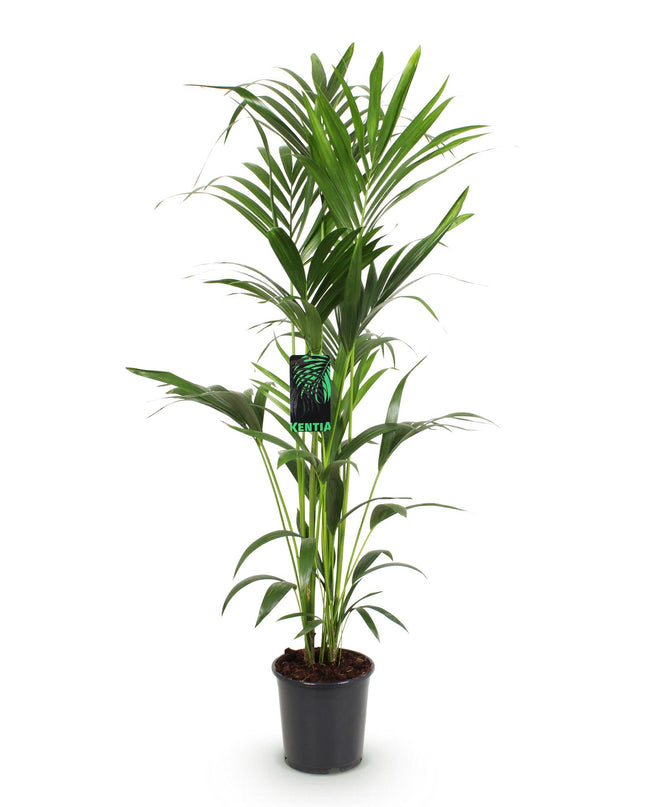 Howea forsteriana – Kentiapalme – Topf 24 cm – Höhe 140–150 cm
