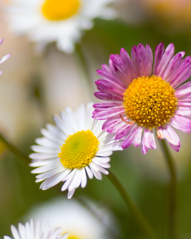 60x Erigeron karvinskianus - ↕10-25cm - Ø9cm