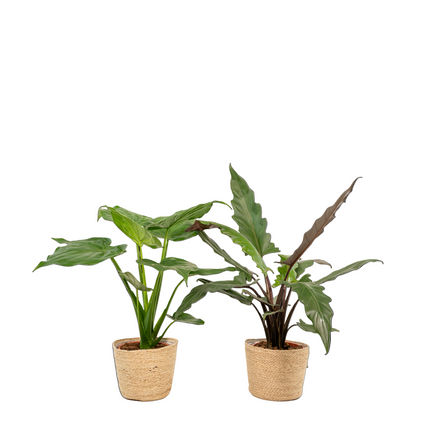 Alocasia Cucullata - Ø19cm - ↕60cm + Alocasia Lauterbachiana - Ø19cm - ↕75cm + Mand Selin - 2 planten