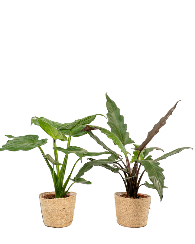 Alocasia Cucullata - Ø19cm - ↕60cm + Alocasia Lauterbachiana - Ø19cm - ↕75cm + Mand Selin - 2 planten