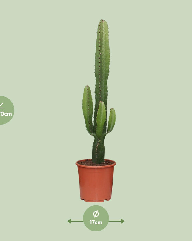 Euphorbia Acrurensis - Ø17cm - ↕50cm