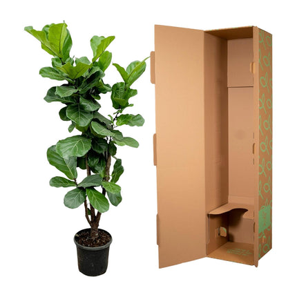 Ficus Lyrata innestato - 150cm - ⌀30 - 32
