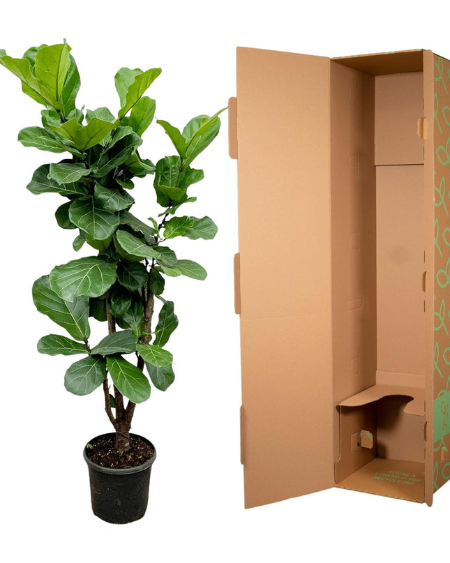 Ficus Lira ramificado - 150cm - ⌀30 - 32