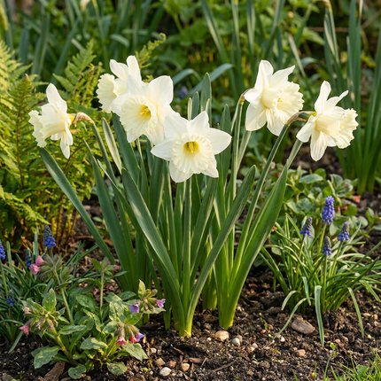 30x Narcissus Mount Hood - Narciso trompeta - Blanco - Floración primaveral - Calibre del bulbo 10/12