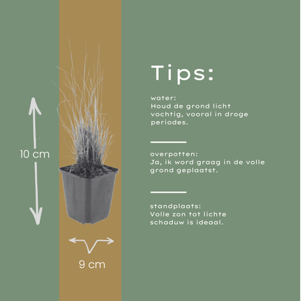 48x Calamagrostis brachytricha - ↕10-25cm - Ø9cm