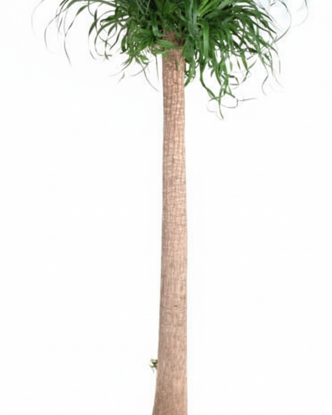 Beaucarnea XXL - 200cm