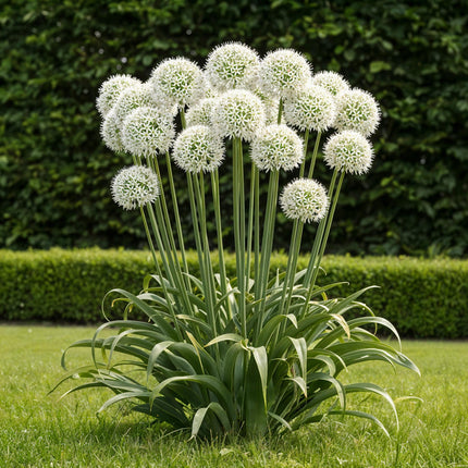 Bloembollen - Allium Mount Everest - Kleur Wit - 3 stuks - Bolmaat 16/18 - XXL Pack